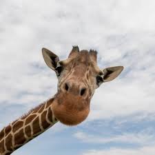 Fun Facts About Giraffes